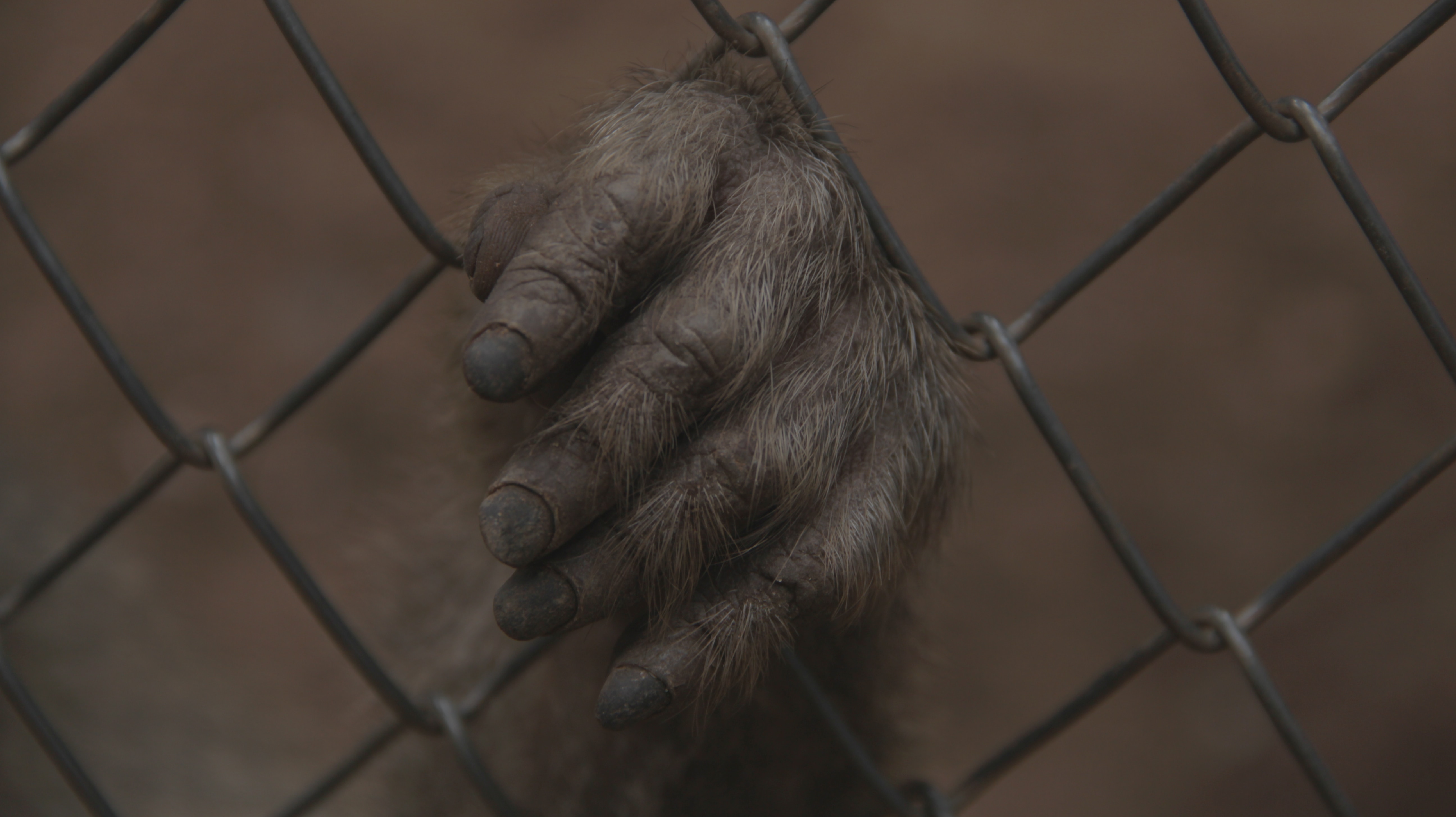 Ape hand holding a wire cage