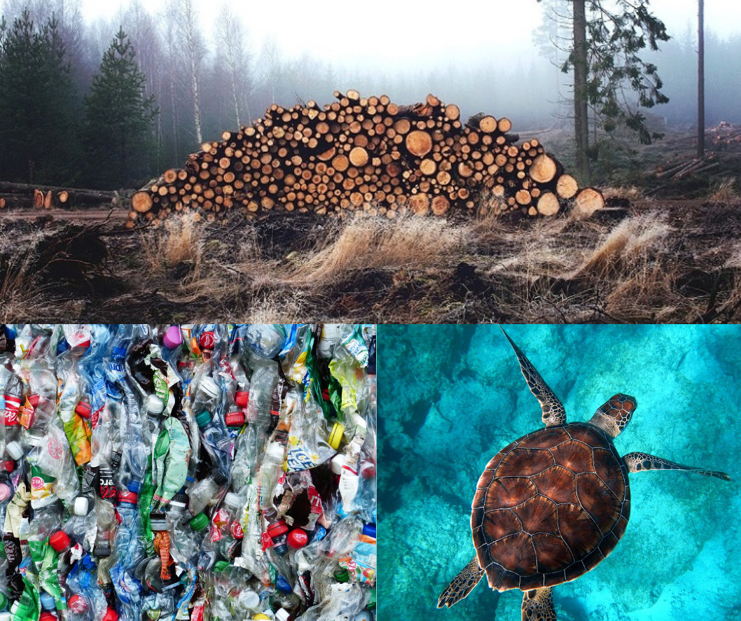 Sea turtle, plastic and timber