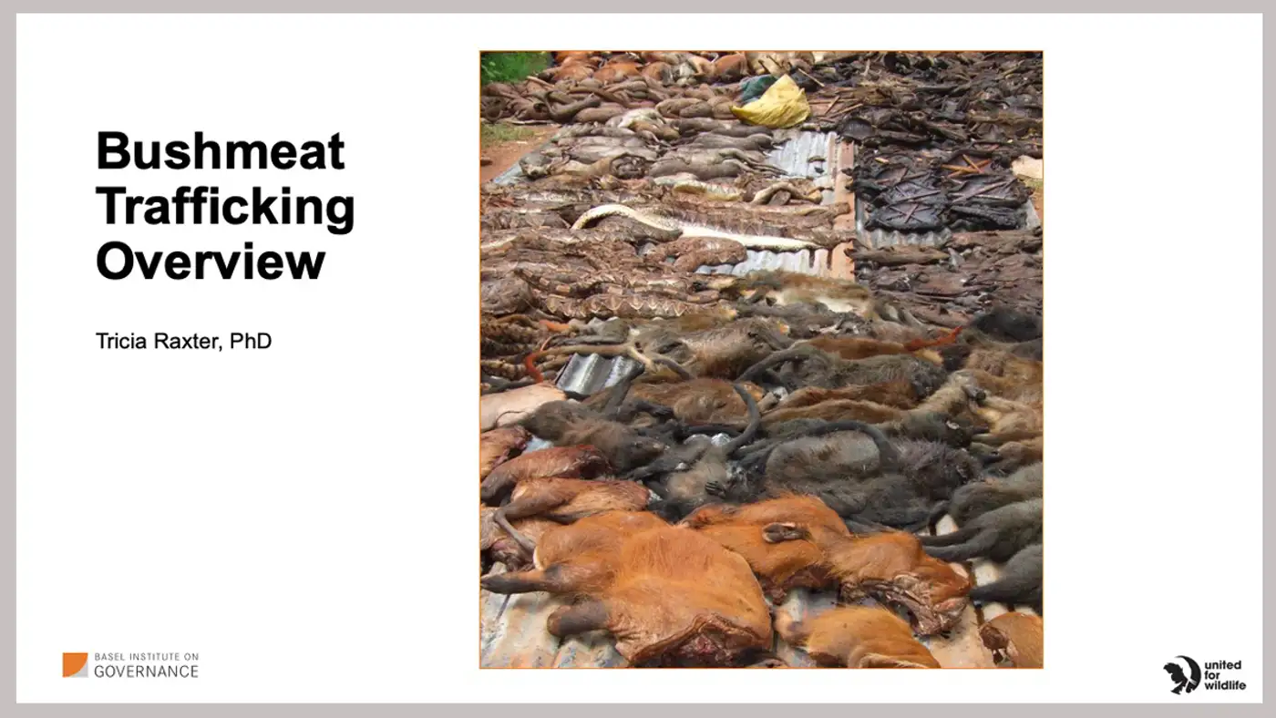 Bushmeat trafficking risks explored at a United for Wildlife Taskforce meeting