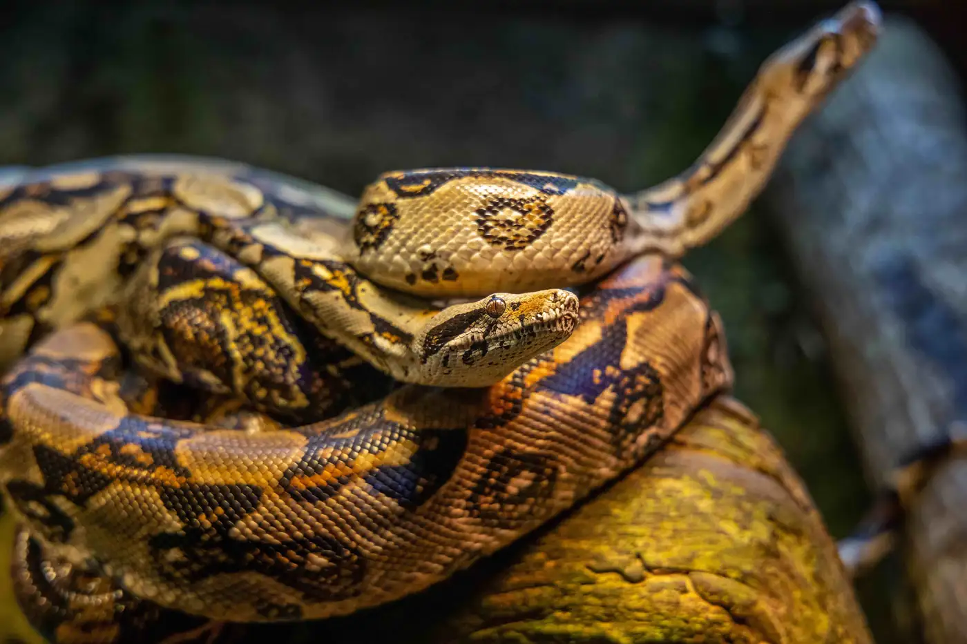 Coronavirus: a wake-up call on illegal wildlife trade?