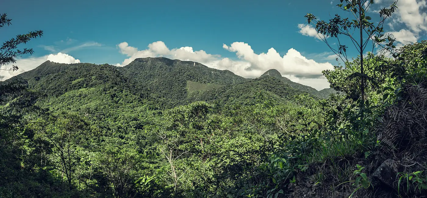 Cutting corruption in the timber trade in northern Peru: action plan