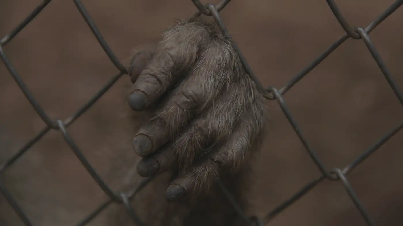 COVID-19: How anti-corruption tools and industry collaboration can help us win the fight against illegal wildlife trade