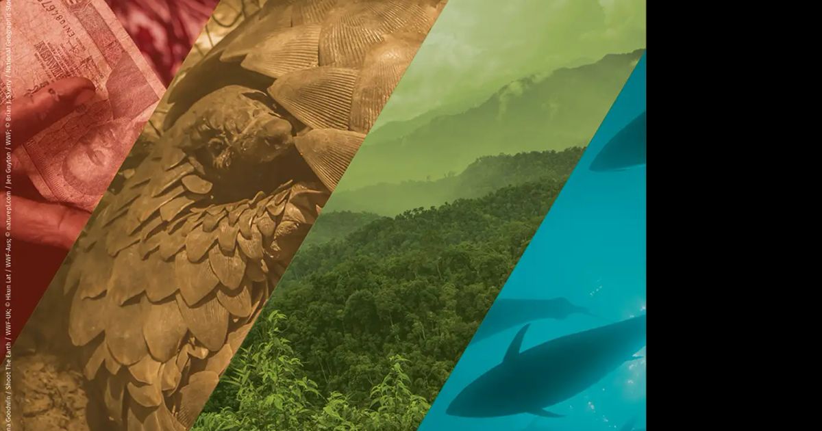 Anti-corruption approaches to protect biodiversity: launch of new Green ...
