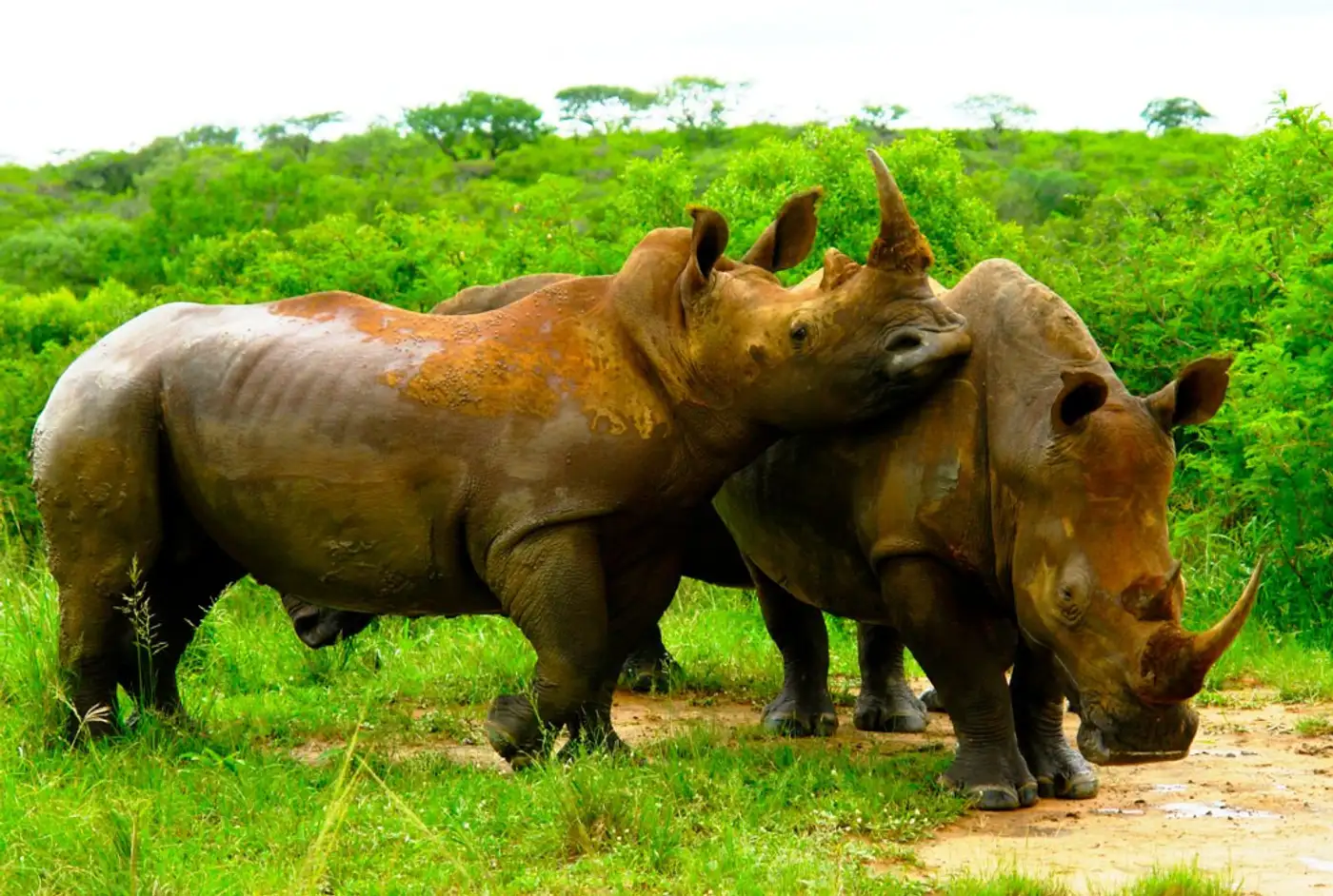 To eradicate wildlife crime in Kenya, we must fight it on the ground