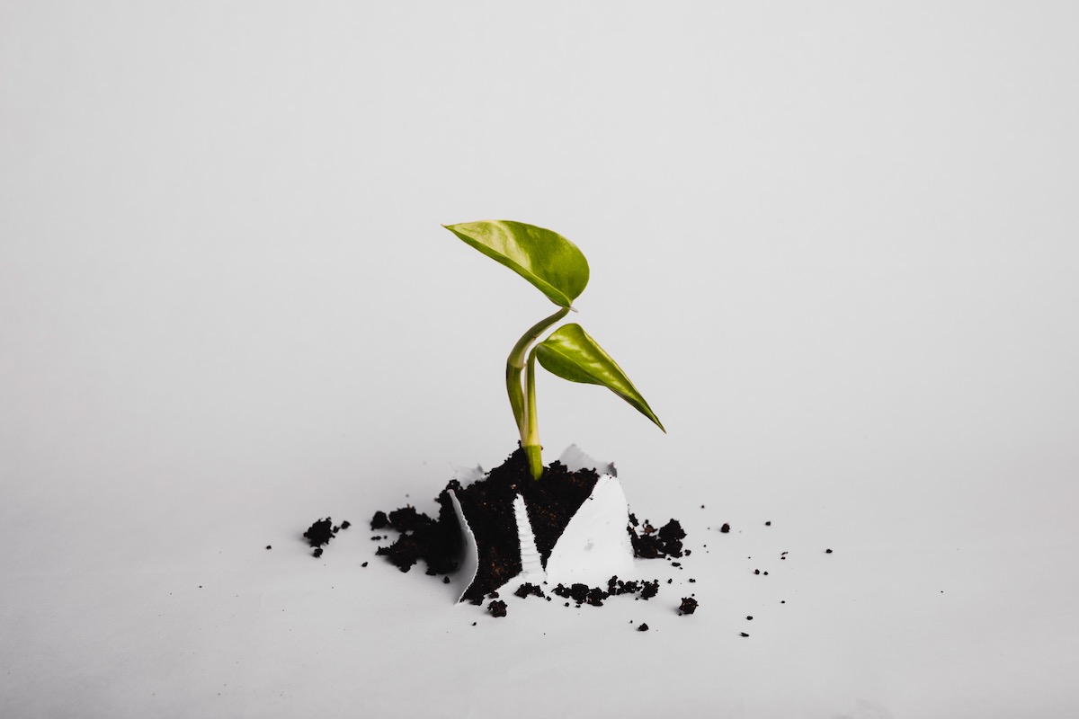 Plant growing through paper