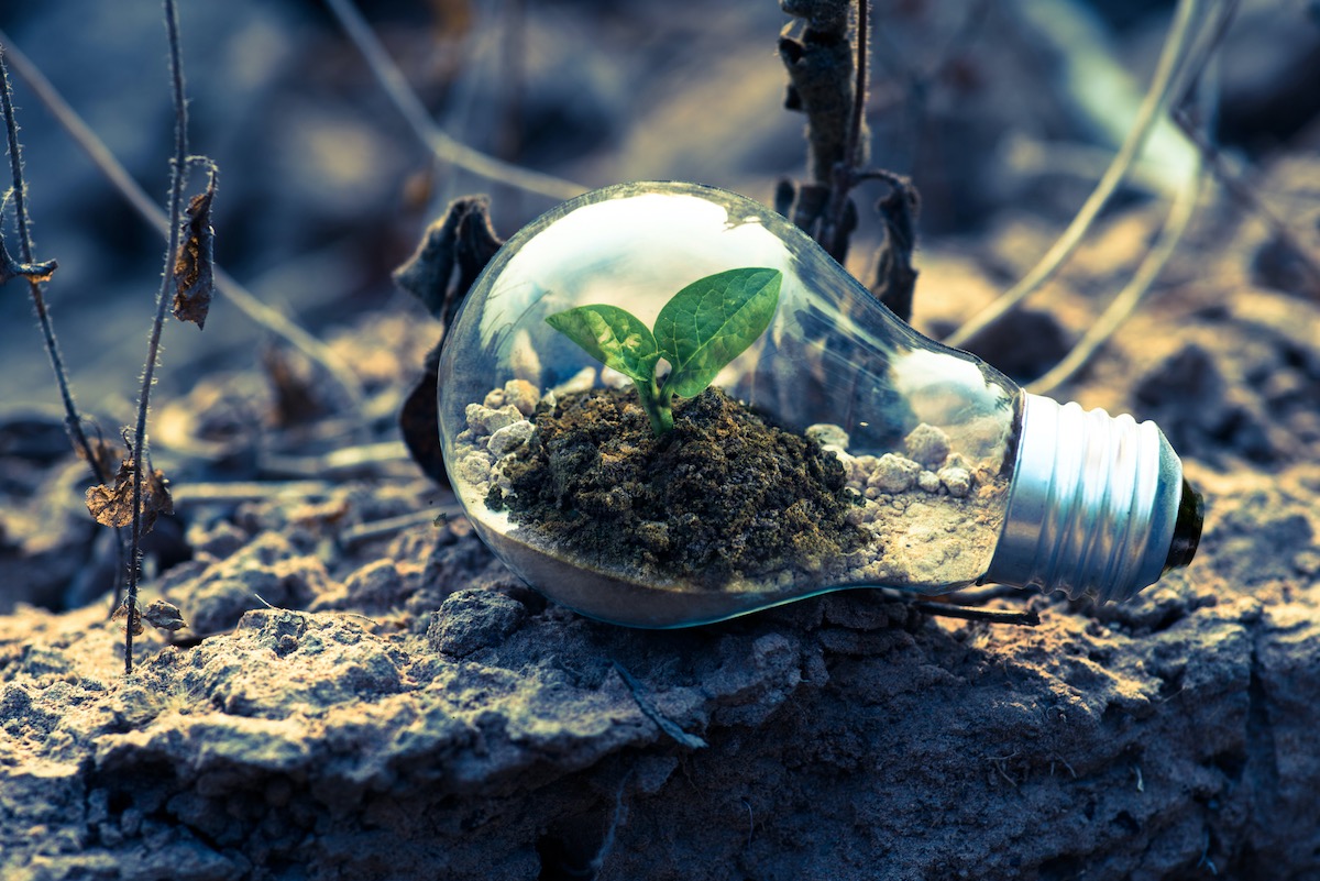 Light bulb containing a leafy plant. Photo by Singkham from Pexels.