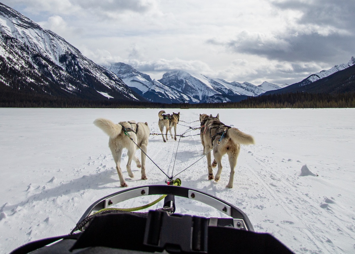 Husky dogs dragging a sled. Photo by Maria Belford on Unsplash