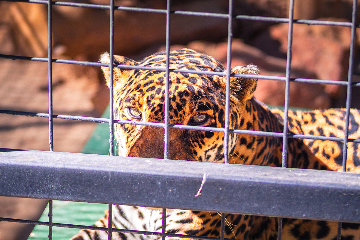 Illegal Wildlife Trade