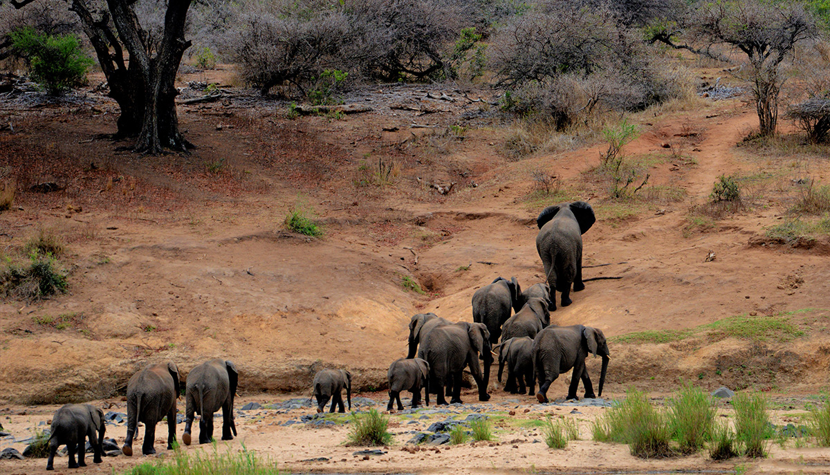 Elephants emerging from a river