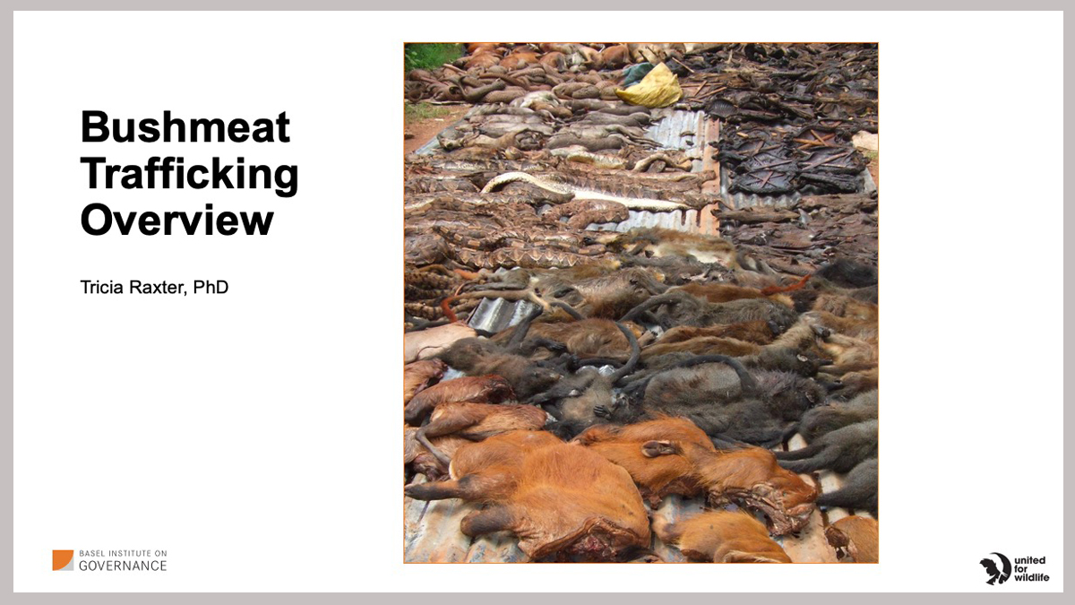 Bushmeat webinar cover slide