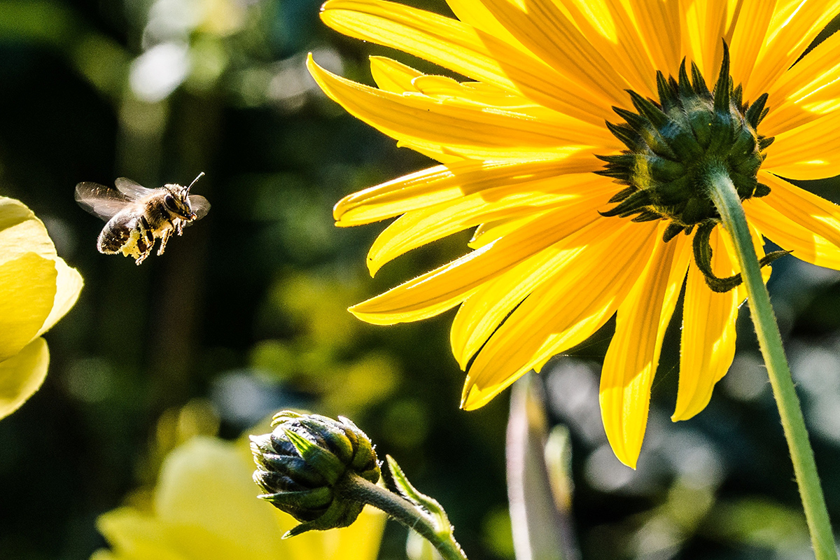 Bee pollinating sunflowers