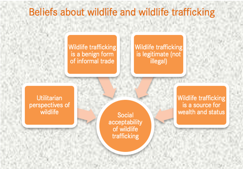Beliefs about wildlife trafficking.jpg