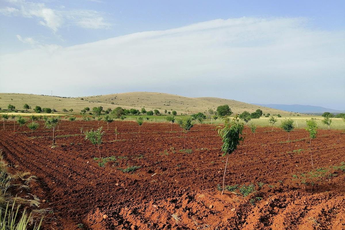 Planting saplings