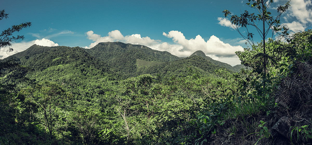 Forest in Peru