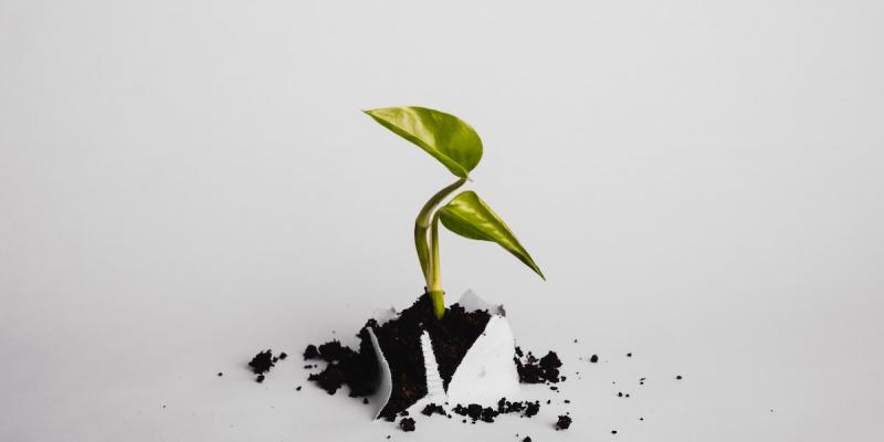 Plant growing through paper