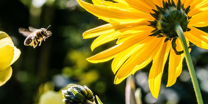 Bee pollinating sunflowers